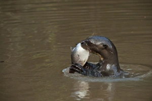 Images Dated 2nd August 2009: Giant Otter eating fish (Pteronura brasiliensis). Habituated by Karanambu Otter Trust