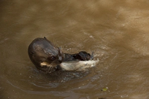 Giant Otter eating fish (Pteronura brasiliensis). Habituated by Karanambu Otter Trust