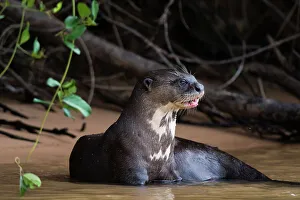 Mato Grosso Prints: A Giant otter, Pteronura brasiliensis