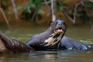 Mato Grosso Prints: A Giant otter, Pteronura brasiliensis
