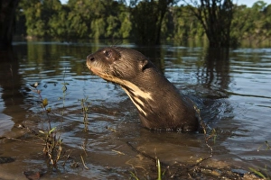 Images Dated 18th July 2009: Giant Otter (Pteronura brasiliensis)