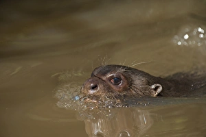 Rupununi Prints: Giant Otter (Pteronura brasiliensis) HABITUATED. Part of Karanambu Otter Trust to