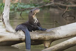 Images Dated 25th September 2017: Giant Otter resting