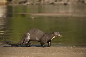 Images Dated 18th November 2009: Giant Otter on River Beach (Pteronura brasiliensis) HABITUATED. Part of Karanambu