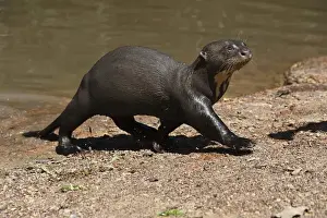 Giant Otter on River Beach (Pteronura brasiliensis) HABITUATED. Part of Karanambu