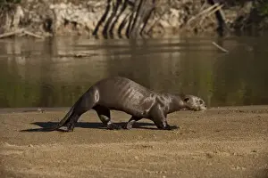 Giant Otter on river beach (Pteronura brasiliensis) Habituated by Karanambu Otter Trust