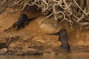 Giant Otters (Pteronura braziliensis) at Den PHOTOGRAPHED IN: Pantanal. Largest