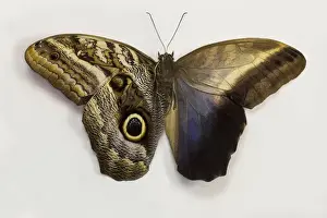Spot Prints: The Giant Owl Butterfly, Caligo Memnon comparing the top and bottome wings