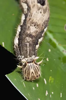 Biology Prints: Giant Owl Butterfly Caterpillar (Caligo memnon) Eggs laid on neck area by parasitic wasp