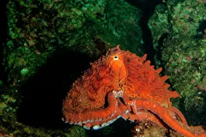 Mollusk Prints: Giant Pacific Octopus Portrait off Vancouver Island, B. C