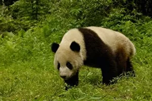 Ailuropodidae Gallery: Giant panda (Ailuropoda