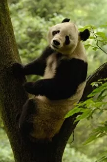 Images Dated 10th June 2006: Giant panda (Ailuropoda melanoleuca) Family: Ailuropodidae. Wolong China Conservation