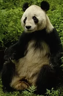 Images Dated 11th June 2006: Giant panda (Ailuropoda melanoleuca) Family: Ailuropodidae. Wolong China Conservation