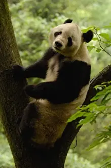 Giant panda (Ailuropoda melanoleuca) Family: Ailuropodidae. Wolong China Conservation