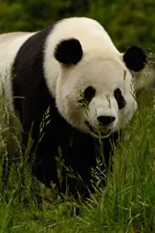 Habitat Loss Prints: Giant panda (Ailuropoda melanoleuca) Family: Ailuropodidae. Wolong China Conservation