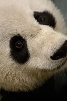 Giant panda (Ailuropoda melanoleuca) Family: Ailuropodidae