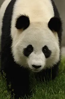 Giant panda (Ailuropoda melanoleuca) Family: Ailuropodidae. Wolong China Conservation