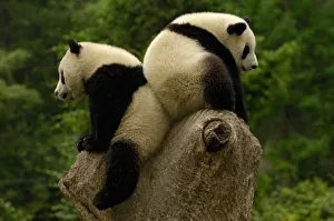 Giant panda babies