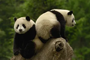 Giant panda babies