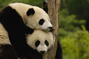 Giant panda babies