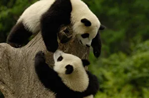Giant panda babies