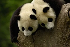 Images Dated 12th June 2006: Giant panda babies