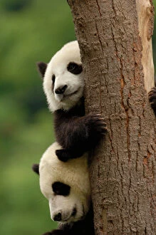 Giant panda babies (Ailuropoda melanoleuca) Family: Ailuropodidae. Wolong China Conservation