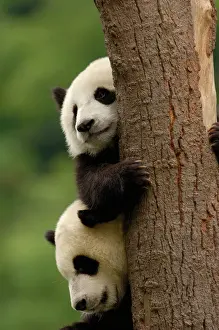 Moss Prints: Giant panda babies (Ailuropoda melanoleuca) Family: Ailuropodidae