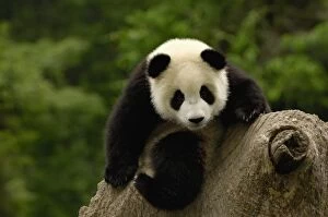 Panda Gallery: Giant panda baby (Ailuropoda melanoleuca) Family: Ailuropodidae. Wolong China Conservation
