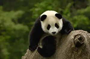 Habitat Loss Prints: Giant panda baby (Ailuropoda melanoleuca) Family: Ailuropodidae. Wolong China Conservation