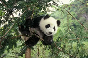 Sichuan Province Gallery: Giant Panda cub climbs a tree, Wolong Valley, Sichuan Province, China