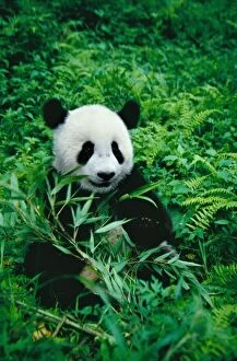Panda Gallery: Giant Panda cub eats bamboo in the bush, Wolong Panda Reserve, Sichuan, China