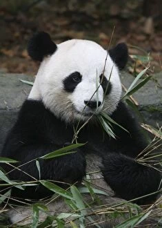 Giant pandas at the Giant Panda Protection & Research Center near Chengdu China