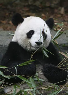 Images Dated 1st November 2007: Giant pandas at the Giant Panda Protection & Research Center near Chengdu China