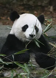 Chengdu Prints: Giant pandas at the Giant Panda Protection & Research Center near Chengdu China