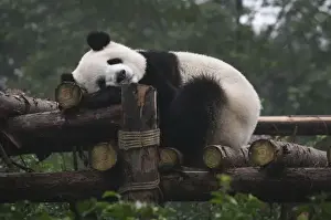 Images Dated 1st November 2007: Giant pandas at the Giant Panda Protection & Research Center near Chengdu China