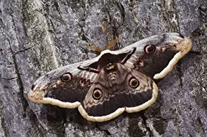 Images Dated 26th April 2007: Giant Peacock Moth, Saturnia pyri, adult on bark, Europes largest moth, National