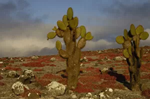 Images Dated 26th July 2007: Giant Prickly Pear Cactus (Opuntia echios) and Sea Purslane (Sesuvium portulacastrum)