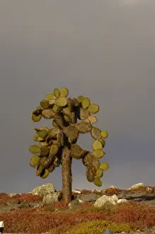 Images Dated 26th July 2007: Giant Prickly Pear Cactus (Opuntia echios) and Sea Purslane (Sesuvium portulacastrum)