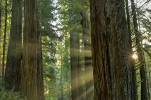 Sun Ray Prints: Giant redwood forest in Jebediah, Smith State Park and Redwoods National Park, California