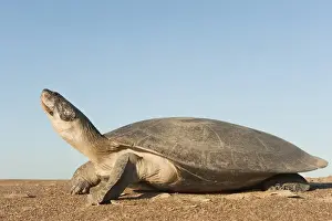 Giant River Turtle (Podocnemis expansa) after laying eggs and ID marked returns to river