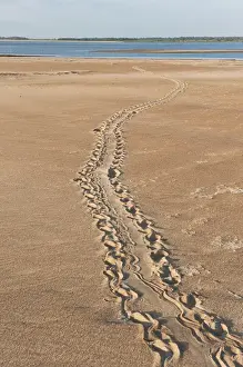 Giant River Turtle Tracks (Podocnemis expansa) CITES II VULNERABLE