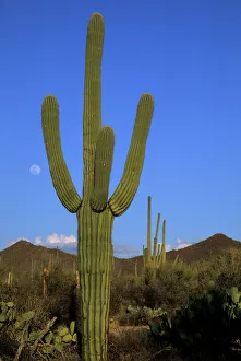 Tall Prints: Giant saguaro cactus (Cereus giganteus), Saguaro National Park, Tucson, Arizona