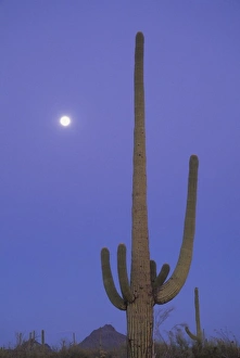 Giant saguaro cactus (Cereus giganteus), Saguaro National Park, Tucson, Arizona