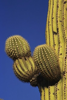 Images Dated 13th August 2012: Giant saguaro cactus (Cereus giganteus), Saguaro National Park, Tucson, Arizona