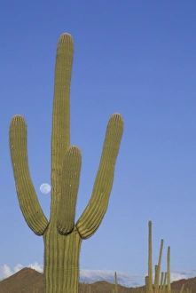 Giant saguaro cactus (Cereus giganteus), Saguaro National Park, Tucson, Arizona