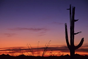 Images Dated 13th August 2012: Giant saguaro cactus (Cereus giganteus), Saguaro National Park, Tucson, Arizona