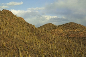Giant saguaro cactus (Cereus giganteus), Saguaro National Park, Tucson, Arizona