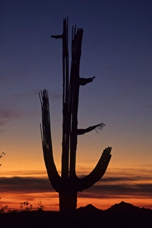 Images Dated 13th August 2012: Giant saguaro cactus (Cereus giganteus), Saguaro National Park, Tucson, Arizona