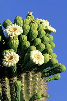 Cactus Prints: Giant saguaro cactus (Cereus giganteus) in bloom, Saguaro National Park, Tucson, Arizona